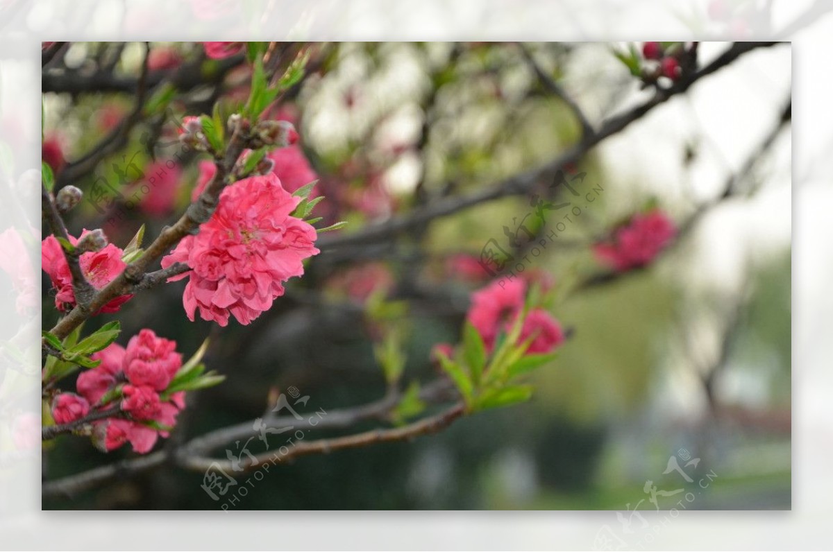 玄武樱花图片