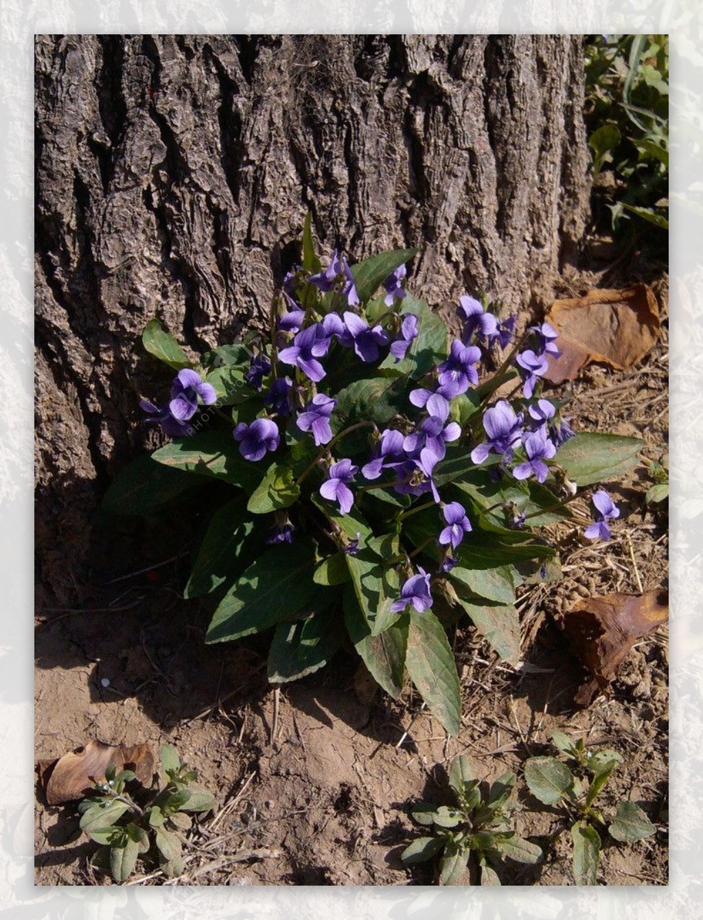 紫花地丁图片