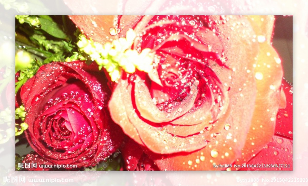 鲜嫩玫瑰绿叶花瓣图片