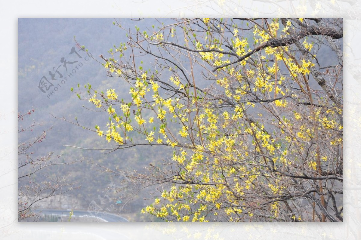 迎春花图片