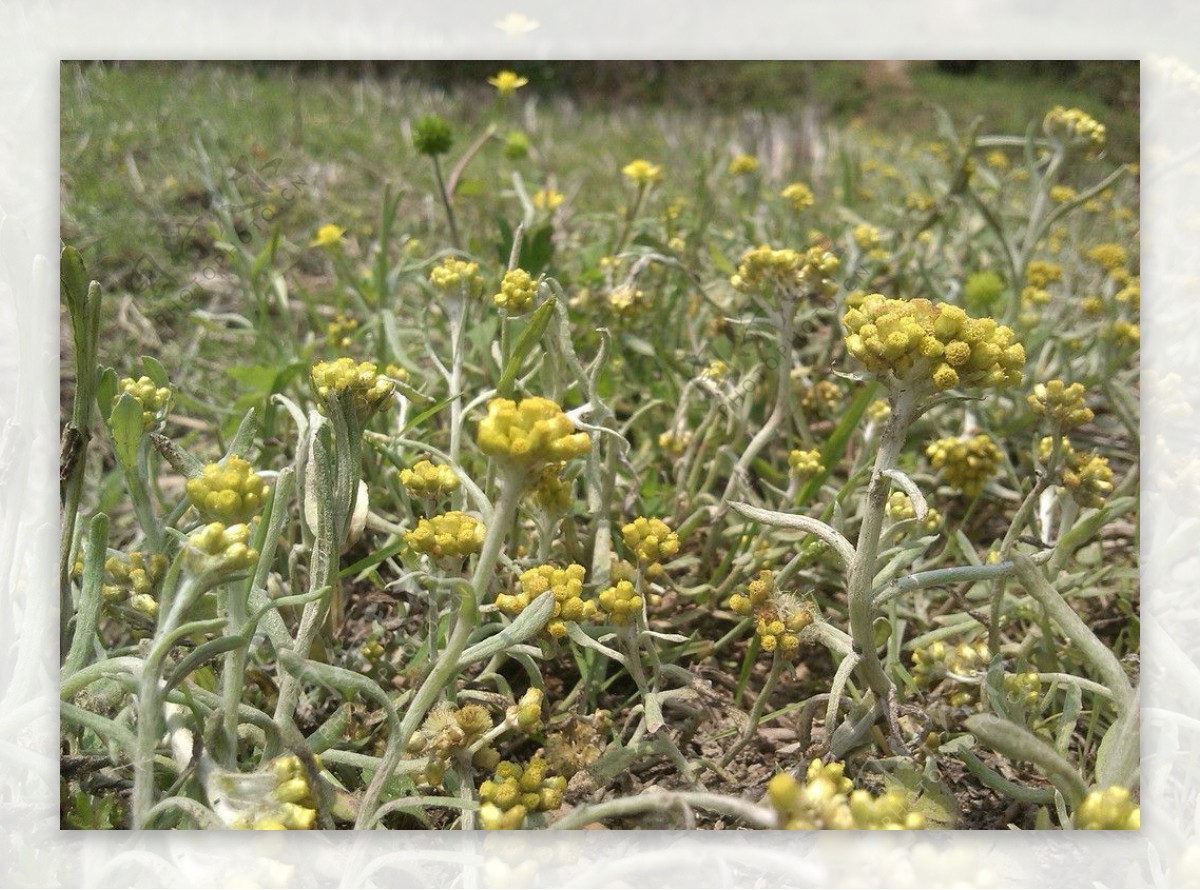 春天野花龙菇花图片