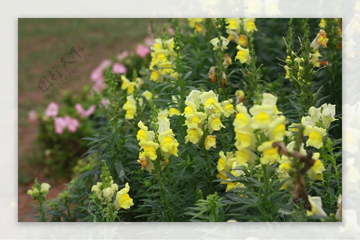 超过 200 张关于“剑兰”和“花卉背景”的免费图片 - Pixabay