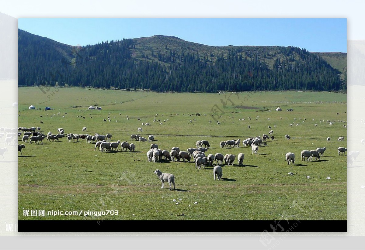草原与牧羊群图片