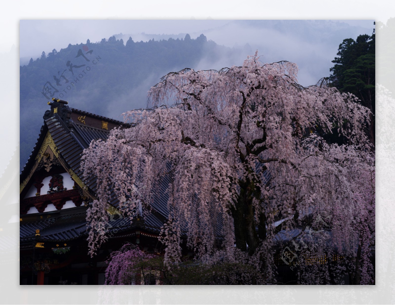 寺庙旁的樱花树图片