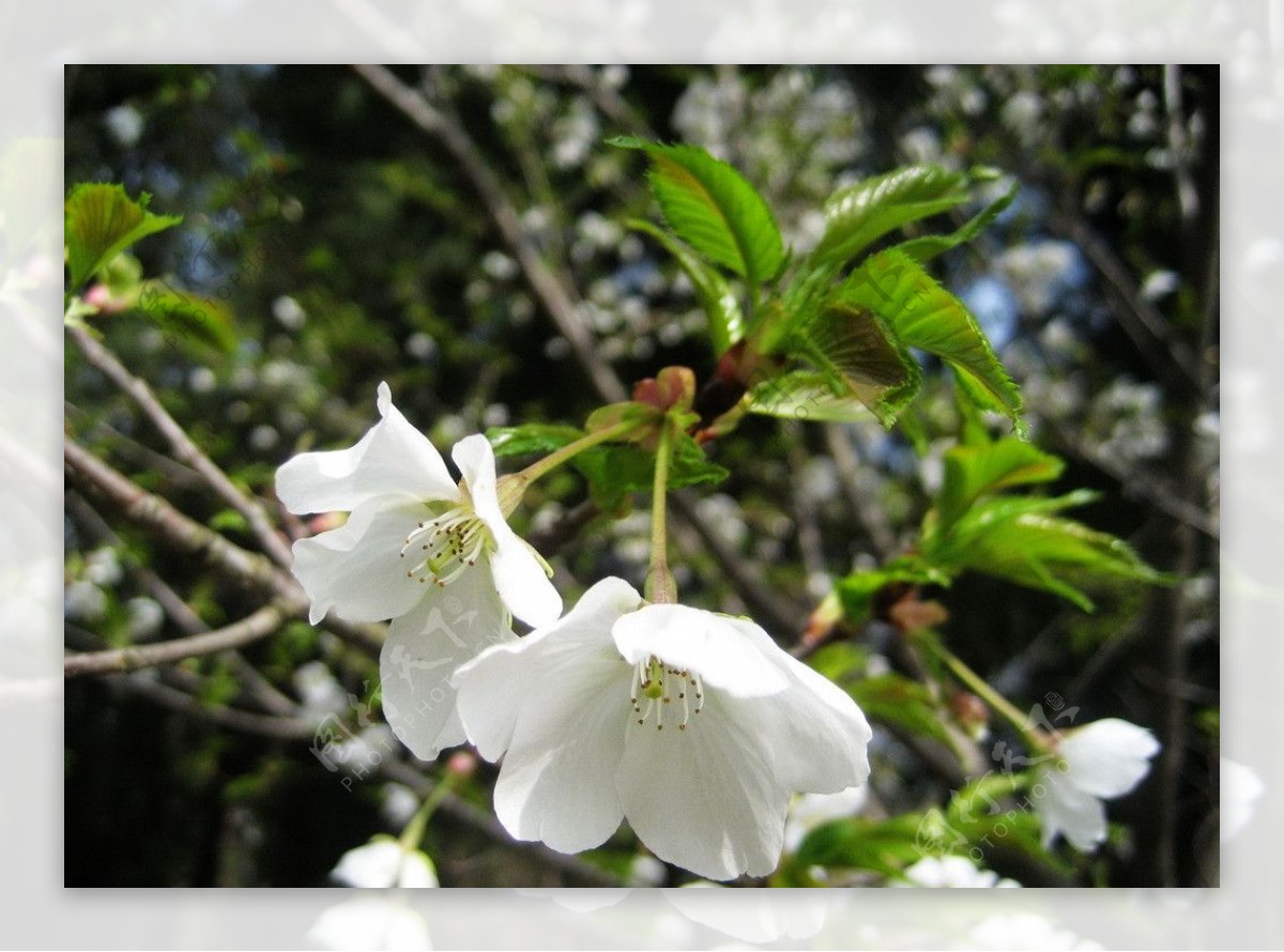 惠亭湖畔樱花开图片