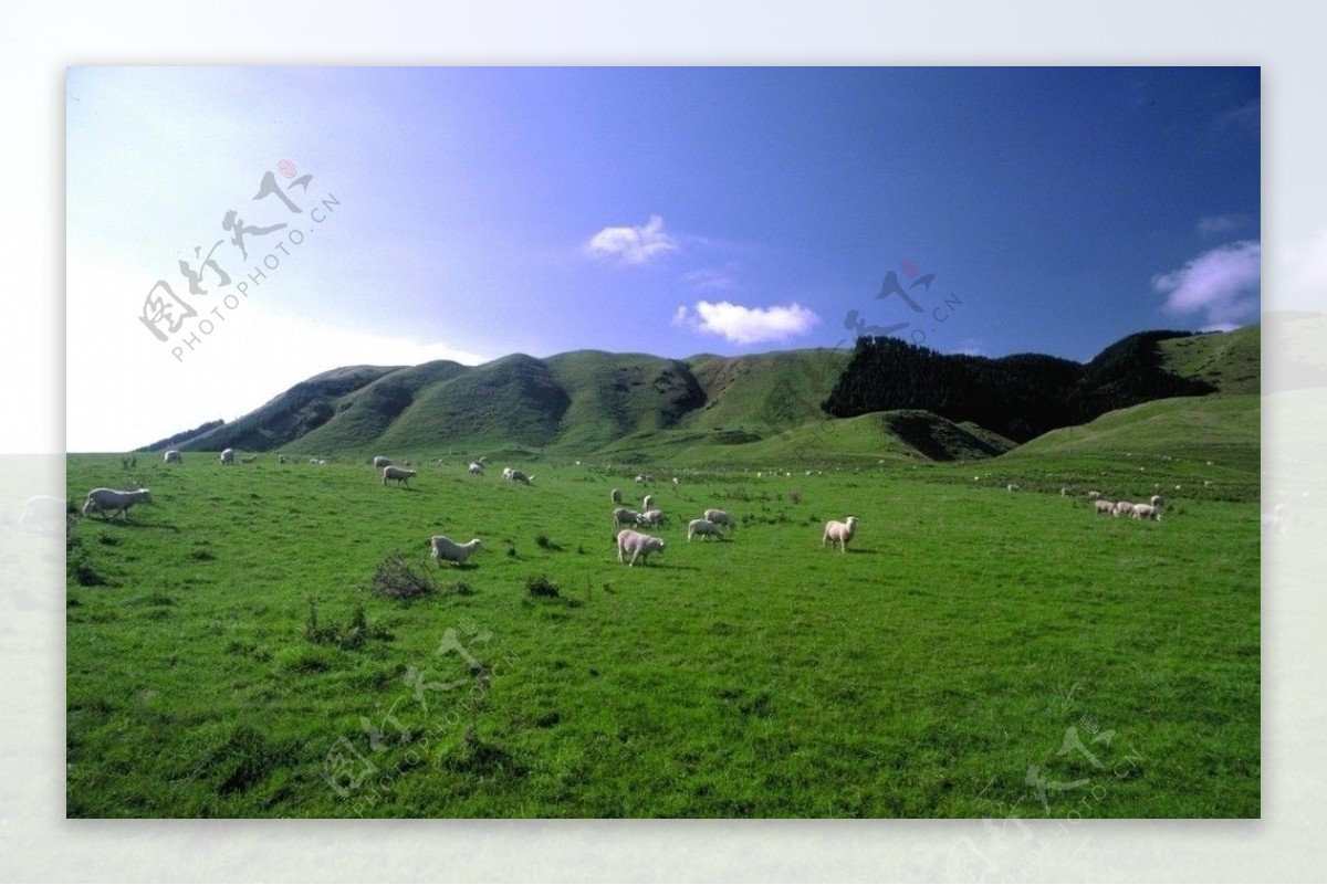 草原风景农场风情山羊图片