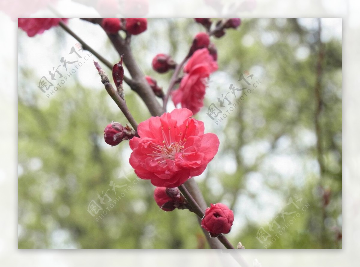 樱花图片