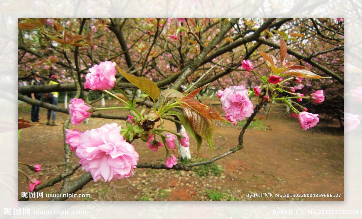 樱花园图片