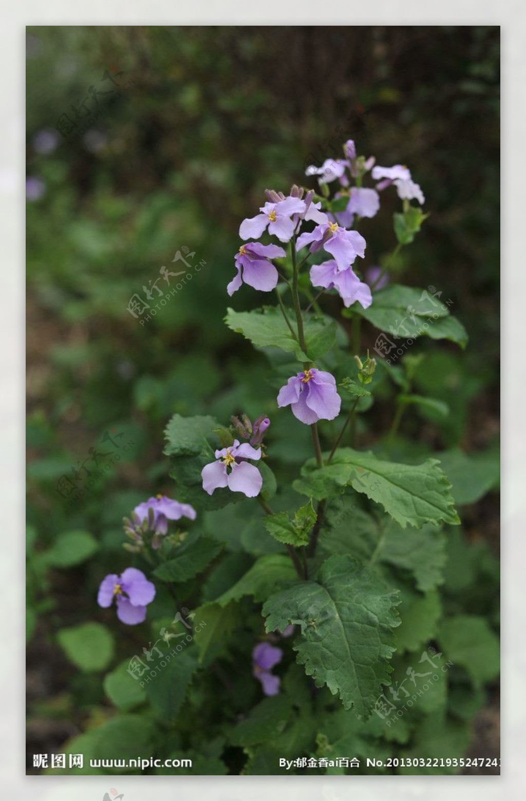 自然摄影紫蝴蝶花图片