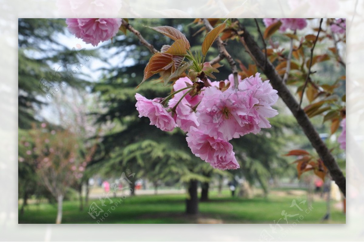 桃花图片