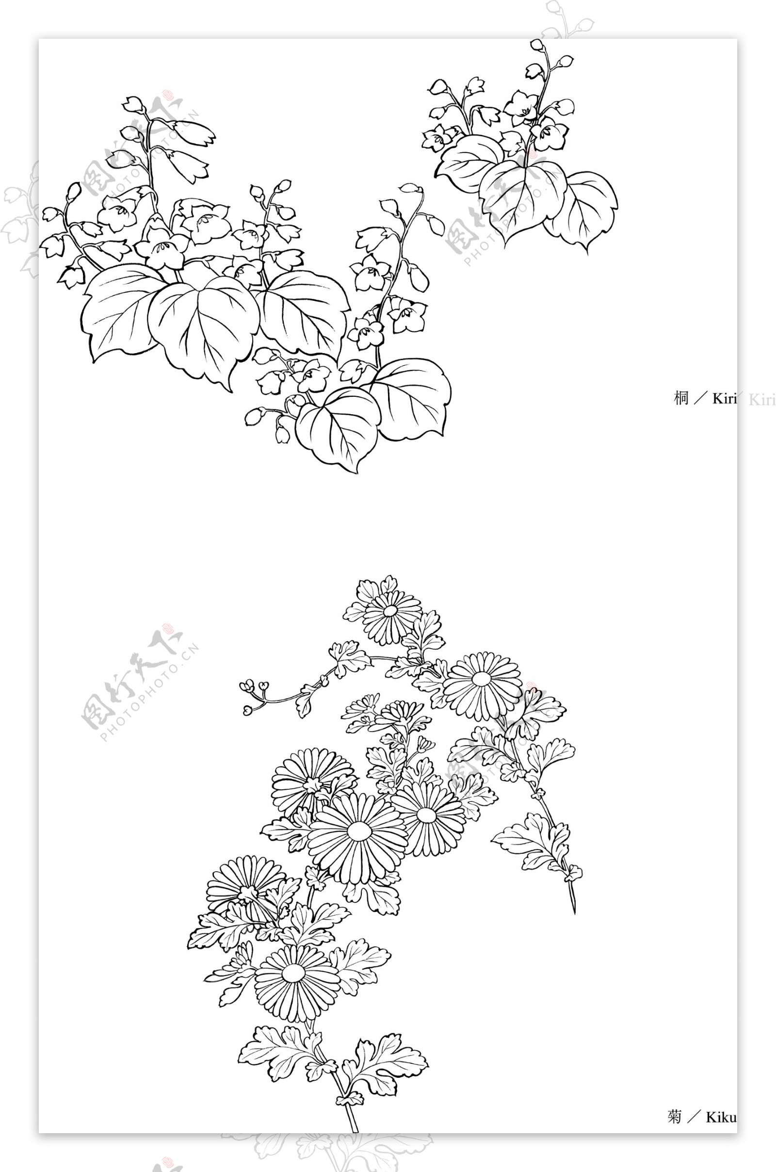 日本线描植物花卉矢量素材图片