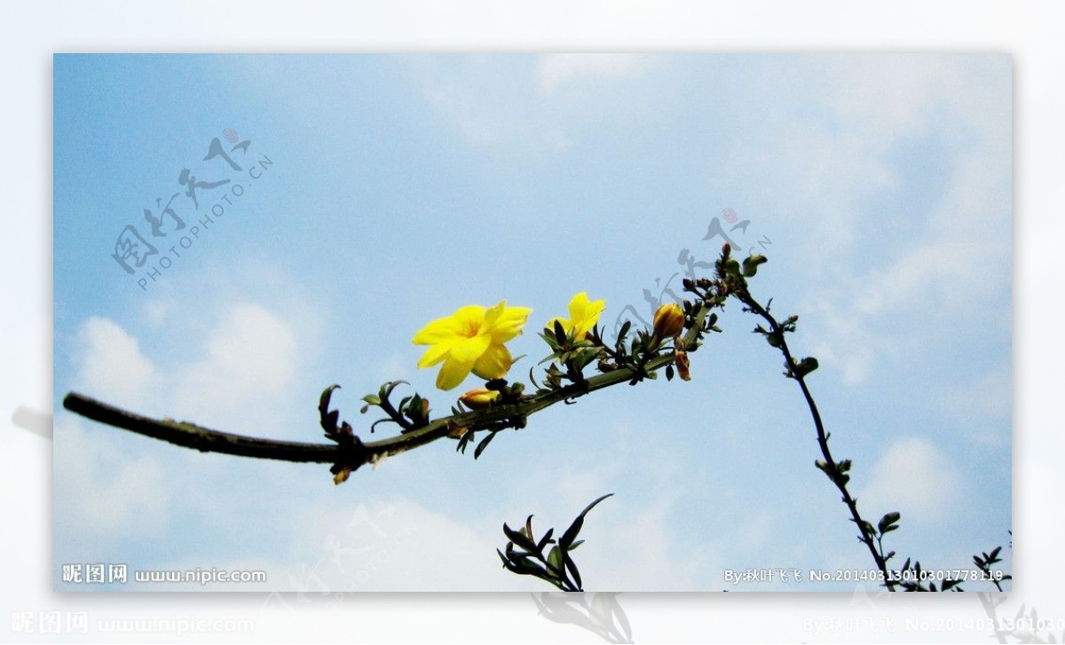 迎春花图片