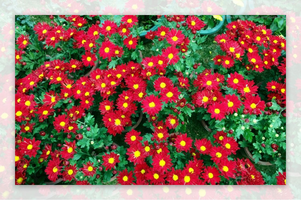 花的海洋红菊花图片