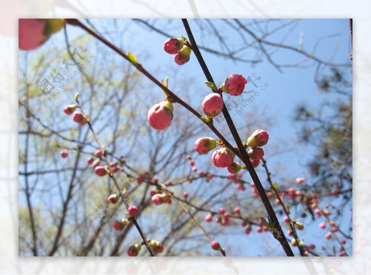 桃花图片