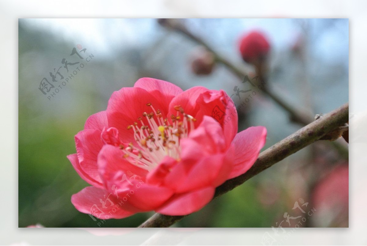 桃花桃花特写摄影图片