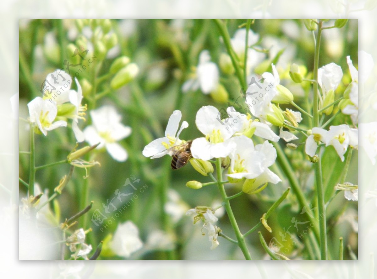 白色油菜花图片