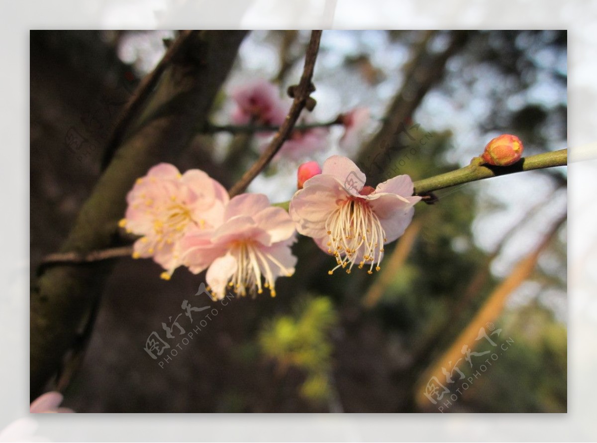 一枝阳光下的梅花图片