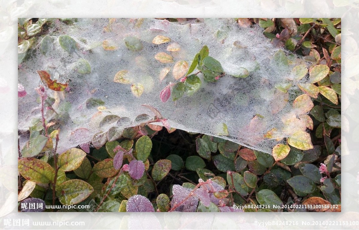 晨雾中的蜘蛛网图片