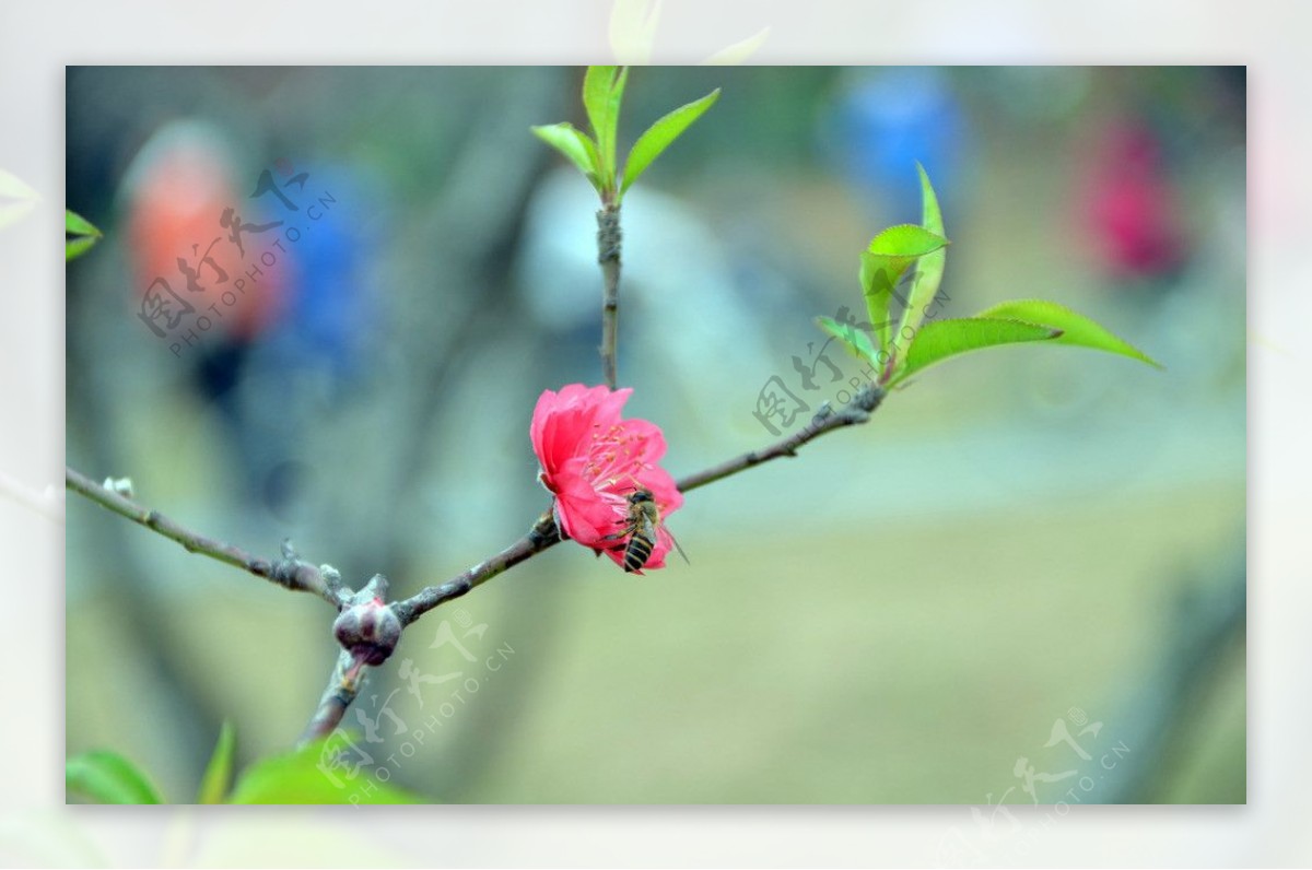 桃花图片