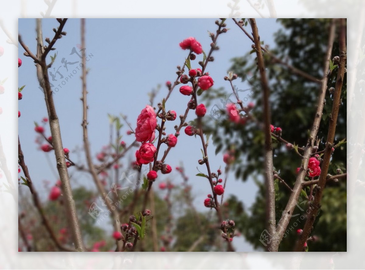 桃花图片