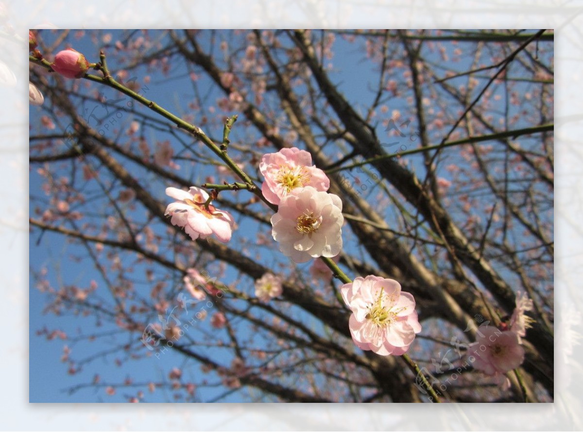 蓝天下一枝粉红梅花图片