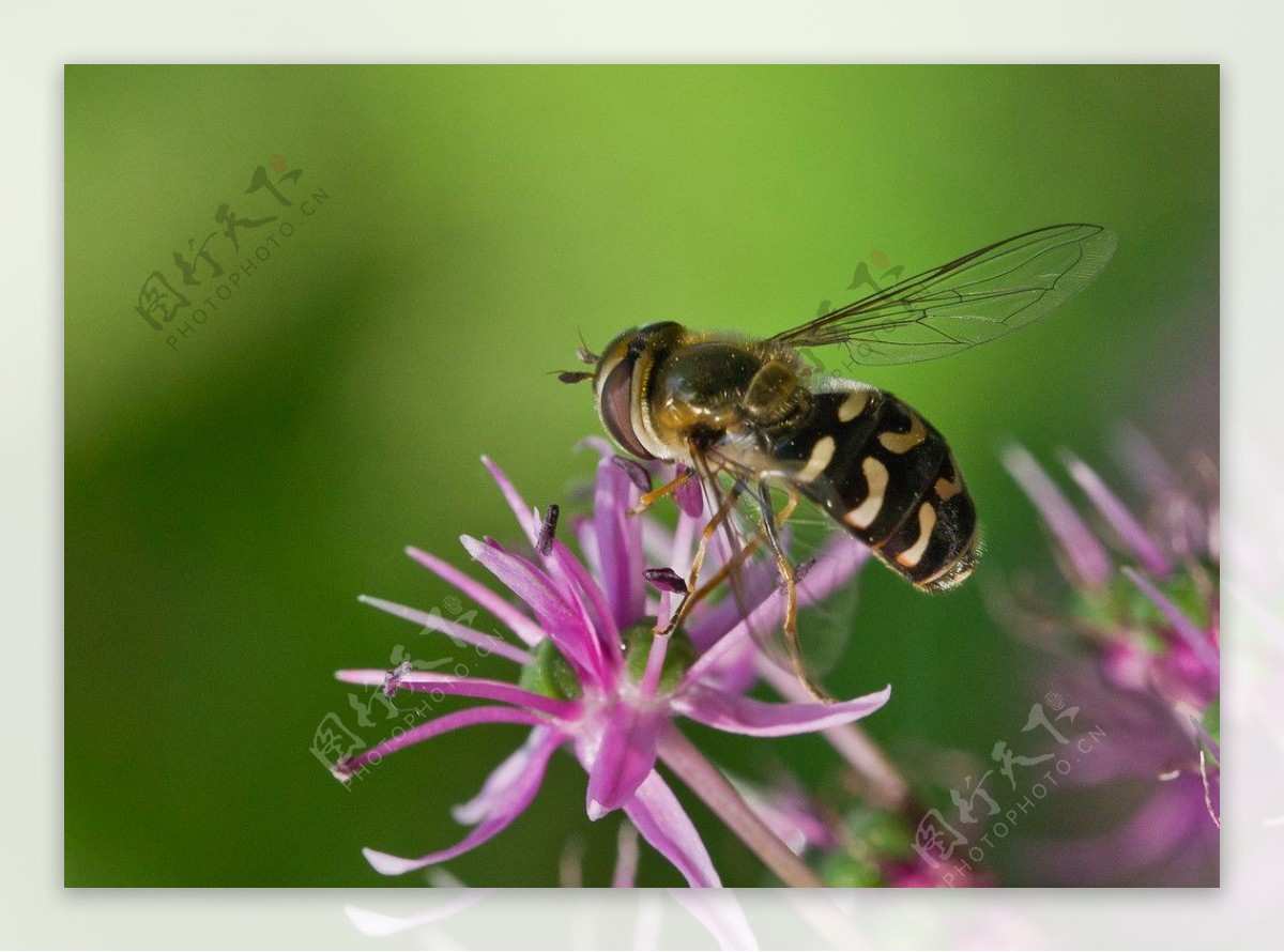 野葱上的蜜蜂图片