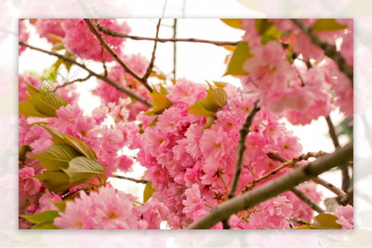 高清樱花摄影图图片
