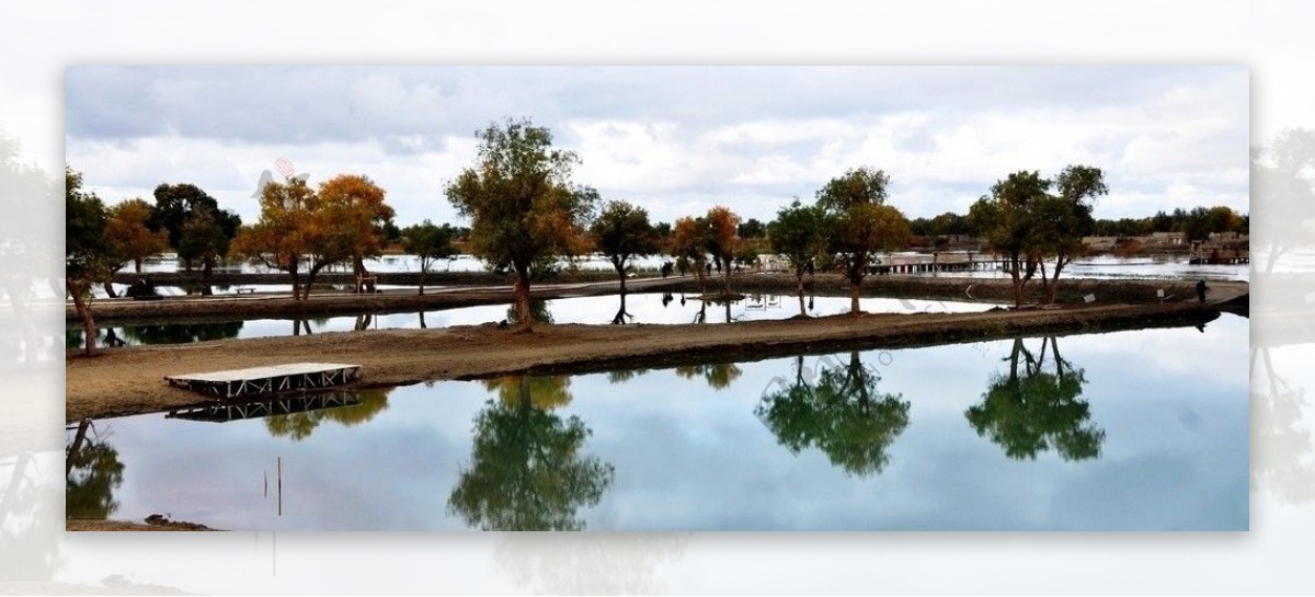 塔里木河畔的胡杨图片