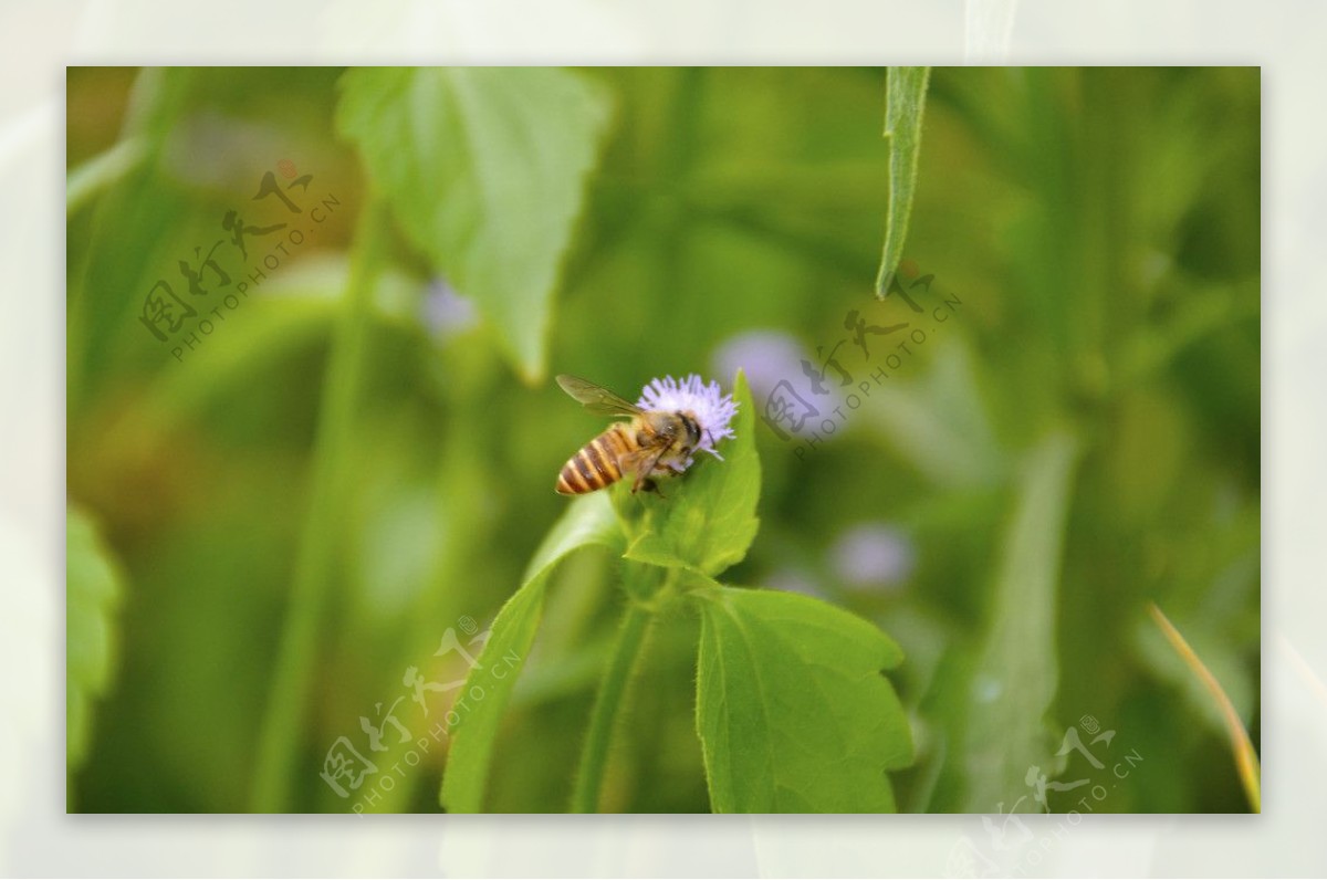 蜜蜂和野花图片