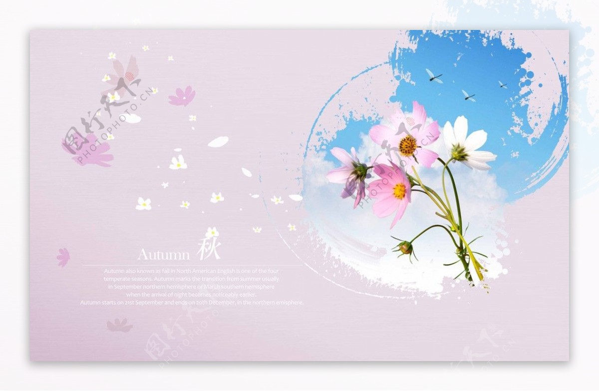 花朵卡片图片