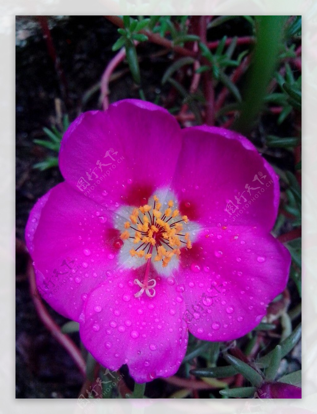 雨露花朵图片