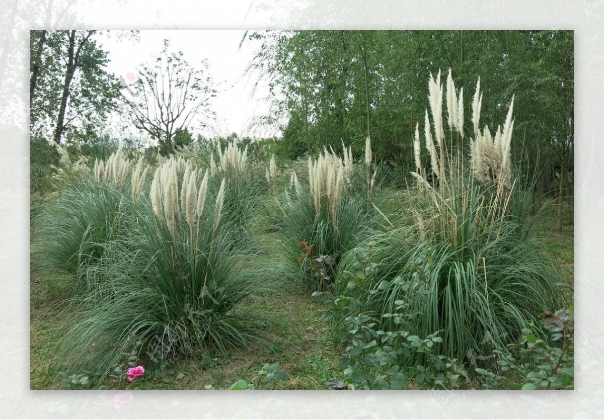 上海植物园芦苇丛图片