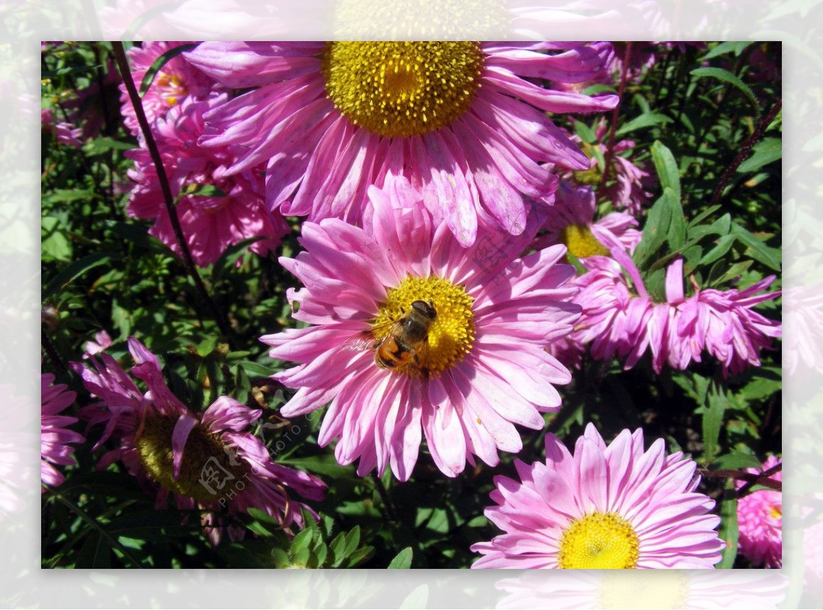 蜜蜂采花图图片