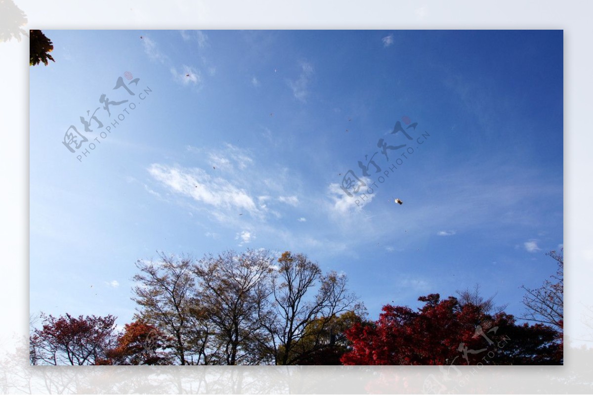 青空紅葉之秋图片