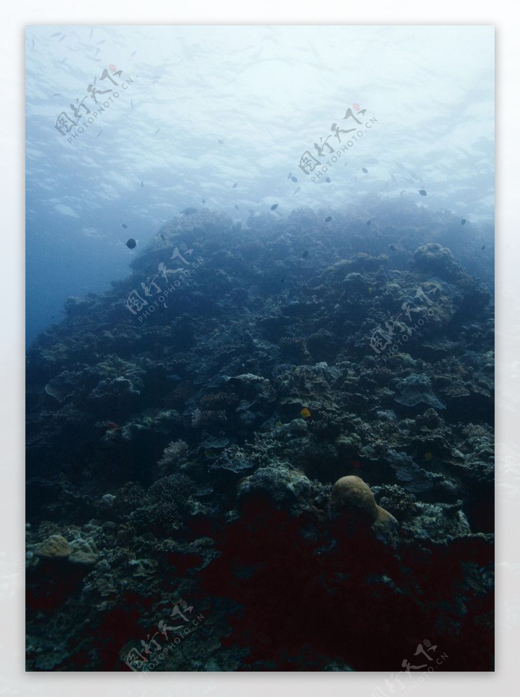 珊瑚礁海图片