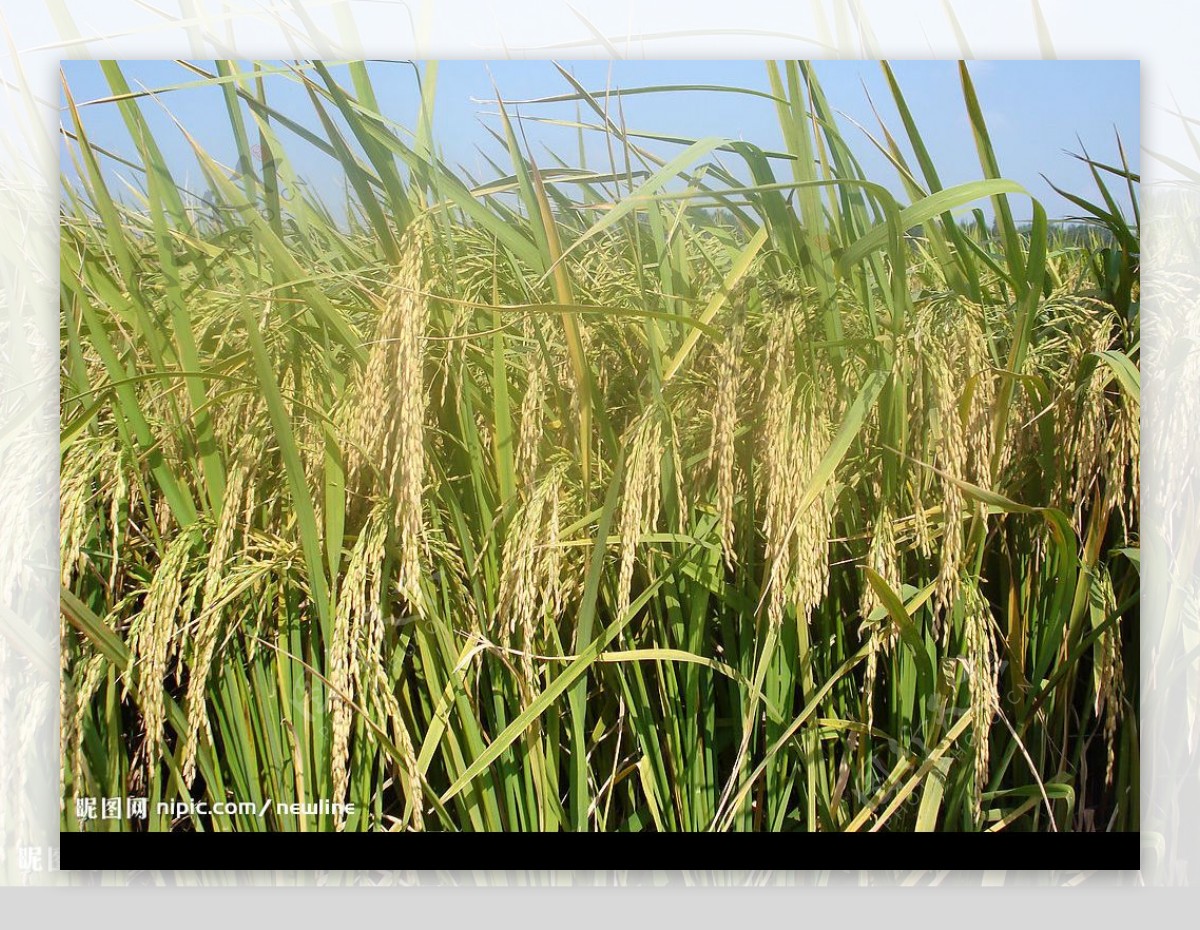 蕪湖優質稻米图片