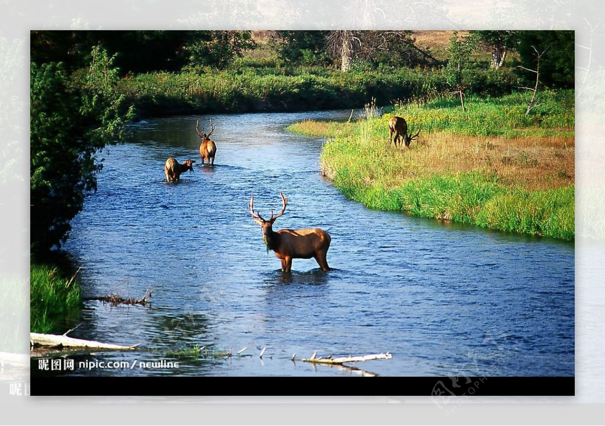 bison保護區图片