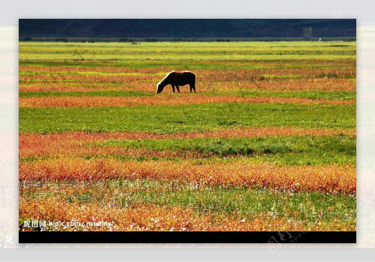 草原與動物图片