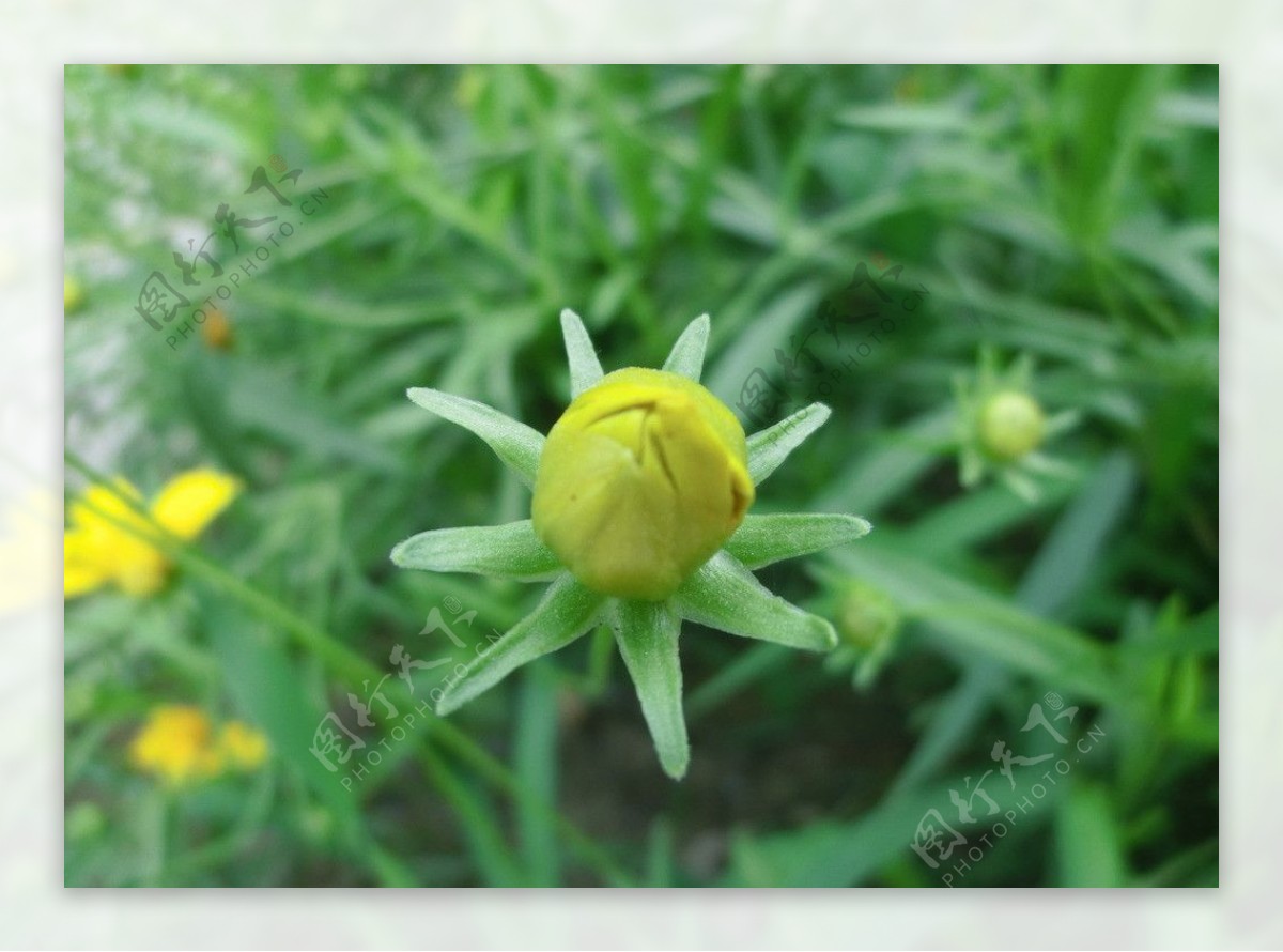 金鸡菊花骨朵图片