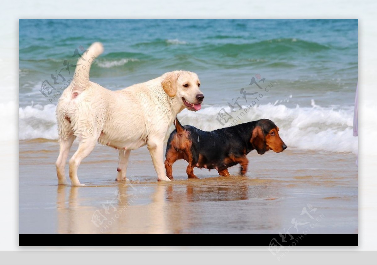 深圳宠物摄影-珀珀宠物摄影之海边的狗狗|摄影|动物|深圳珀珀宠影 - 原创作品 - 站酷 (ZCOOL)