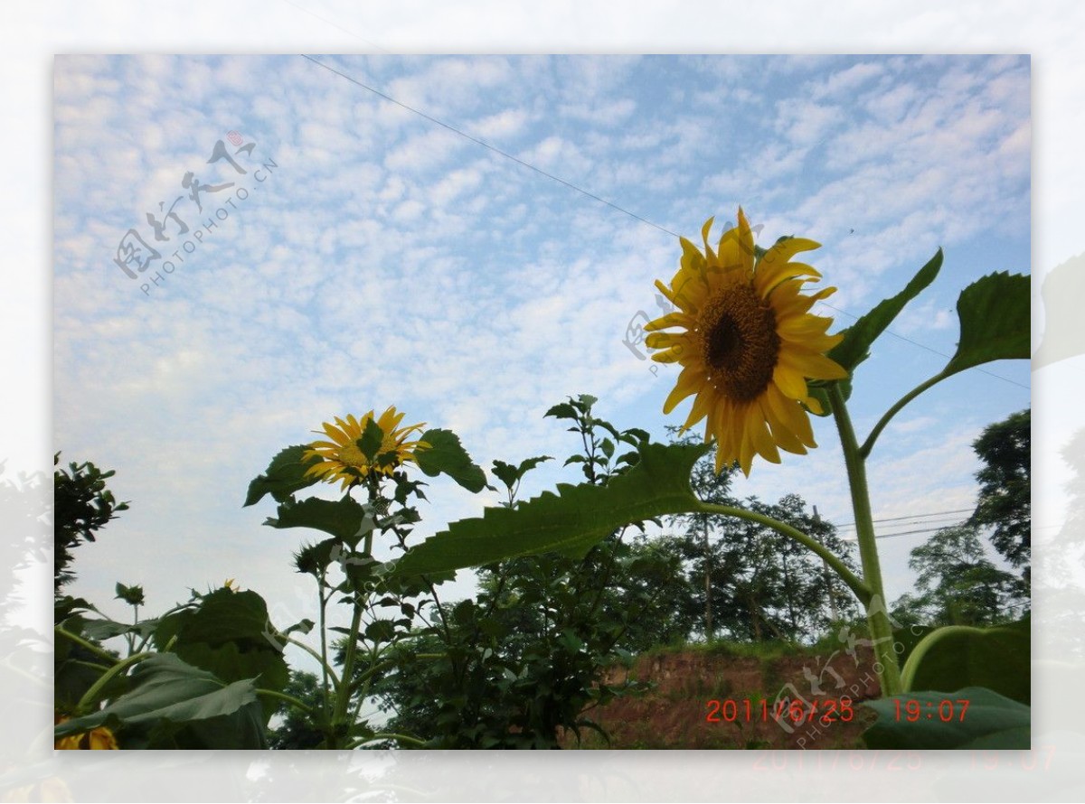 向日葵太阳花图片