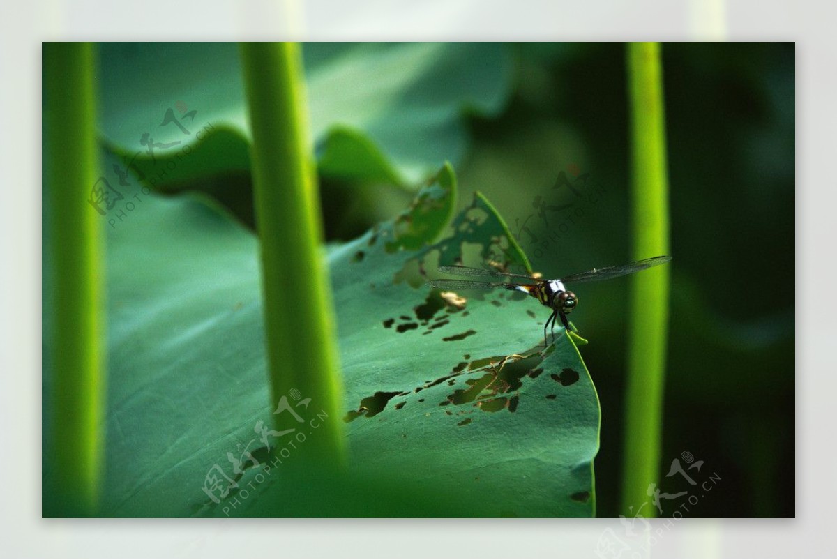 荷叶蜻蜓图片