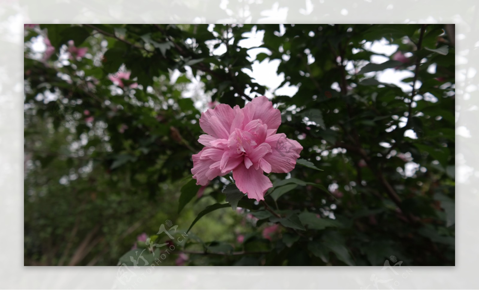 木槿花图片