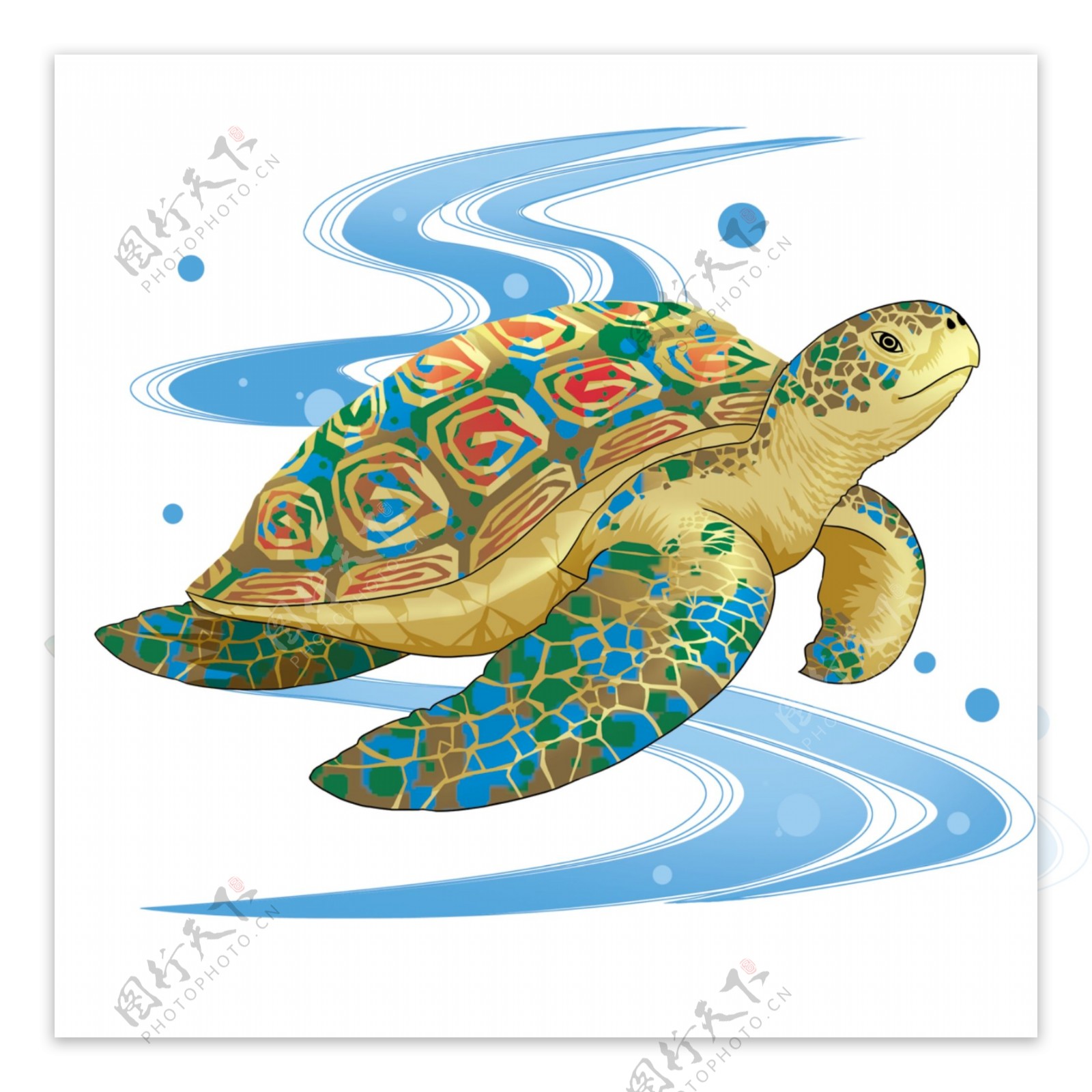 彩色海龟图片