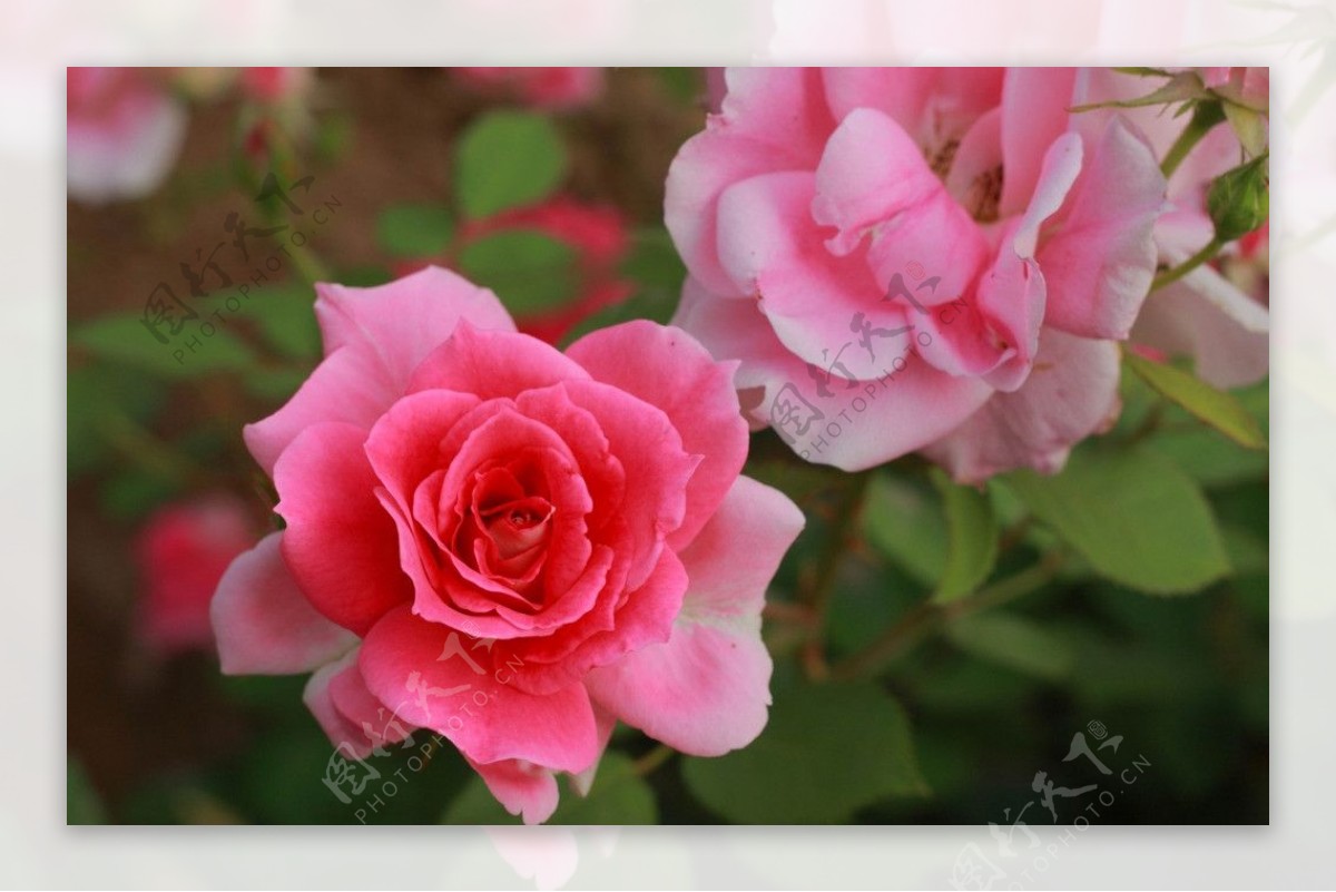 花中玫瑰图片