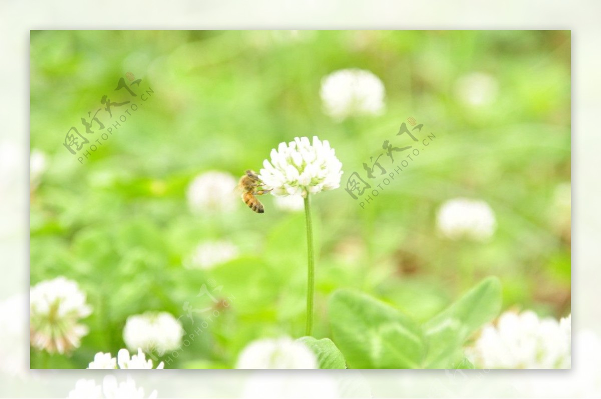 小蜜蜂和花图片