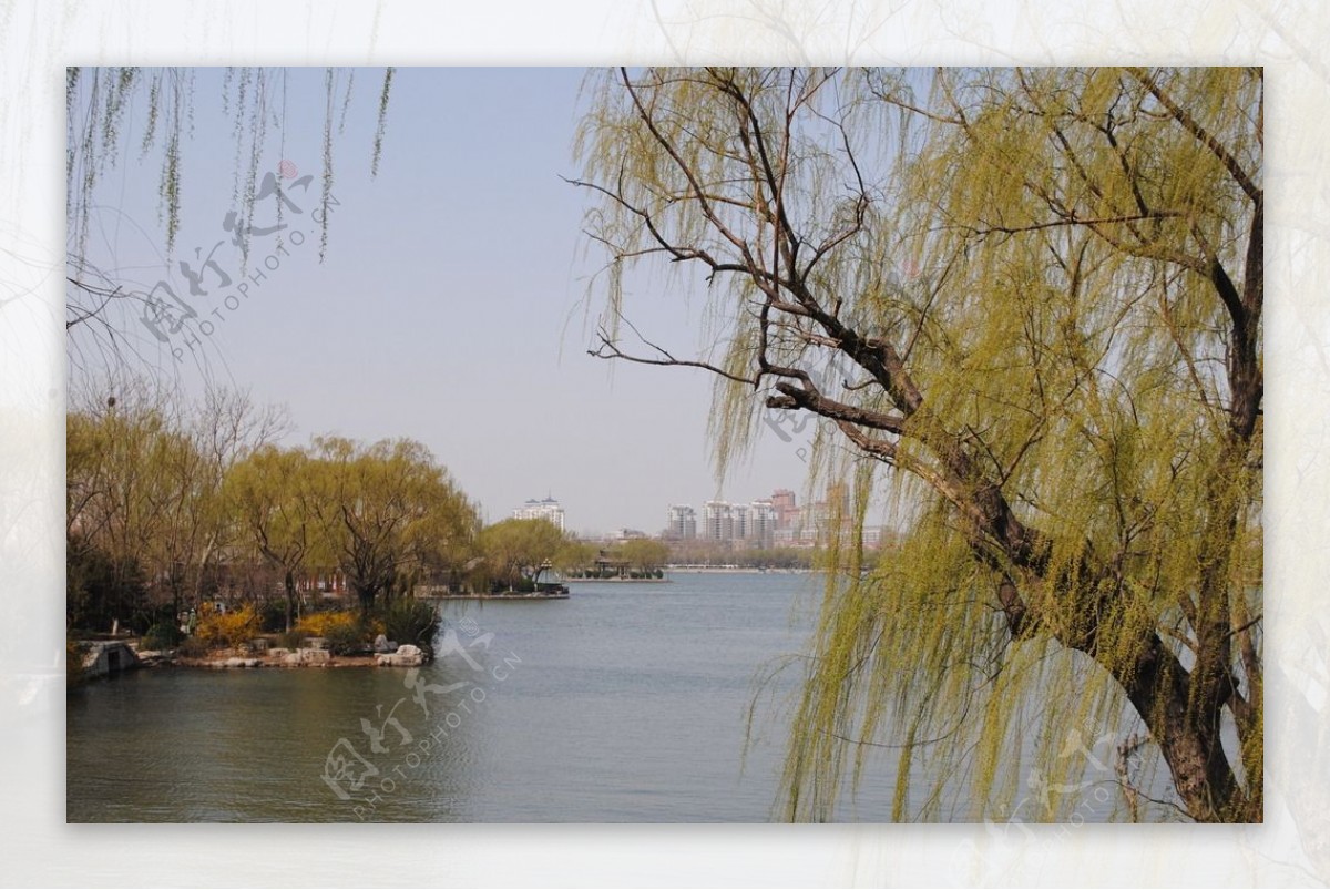 柳树湖光图片