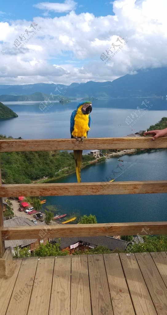 泸沽湖观景台鹦鹉图片