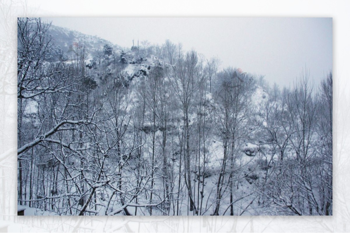 雪后树林图片