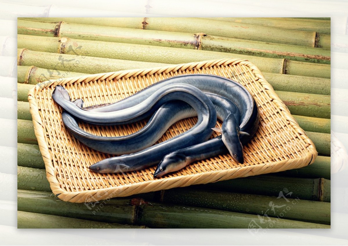 276.黄鳝-中国南方淡水鱼类-图片